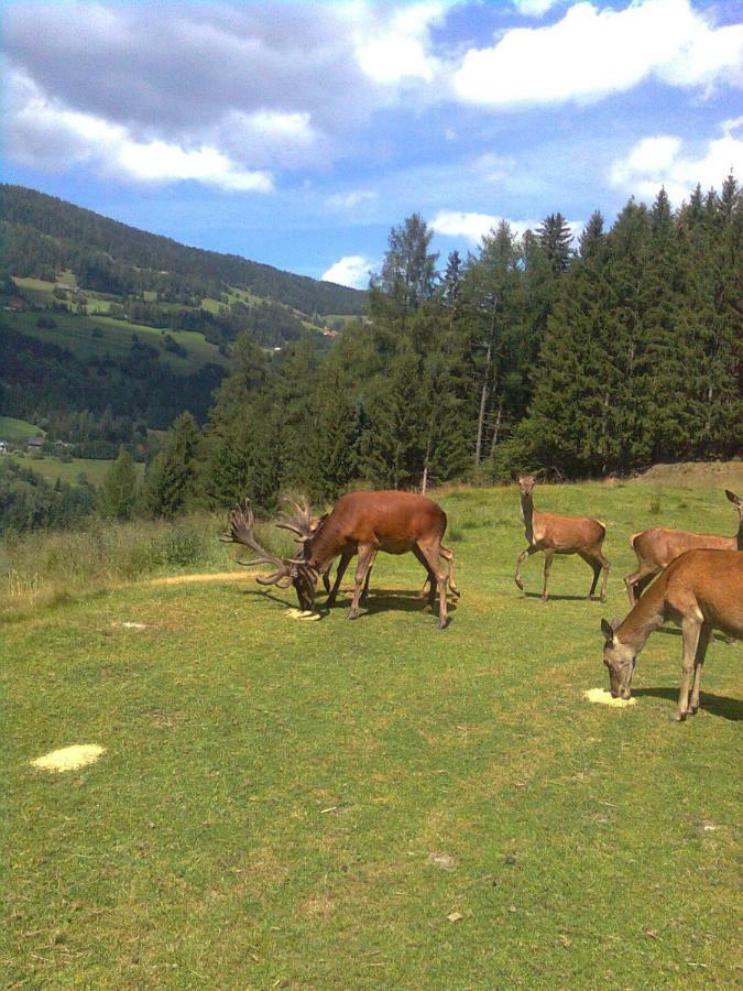 Pension - Bauernhof Sankt Lorenzen ob Murau Bagian luar foto